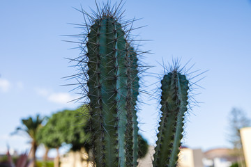 prickly pear cactus