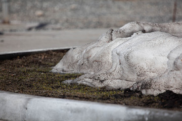 dirty snow I melting on the ground