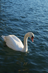 Obraz premium Cygnes