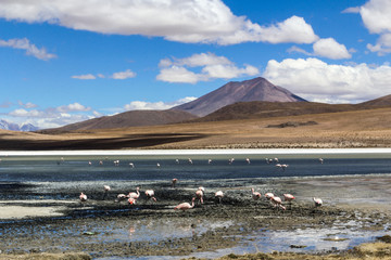 Andean Eduardo Avaroa National Wildlife Reserve, Bolivia, South America. LAGUNA CAÑAPA