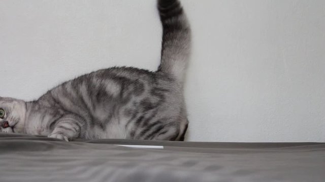 Cute gray cat play on bed. fummy.