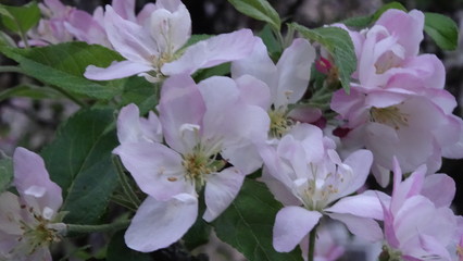 Uzhgorod is a beautiful city in Western Ukraine