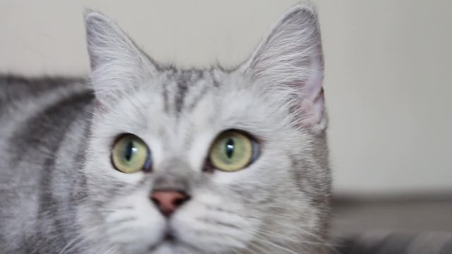 Cute gray cat play on bed. fummy.
