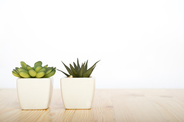 Wooden table and succulent in a ceramic pot on a white background, background for text and design