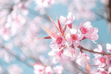 Amazing Beauty Admire Sakura Cherry Blossoms Blooming Naturally	
