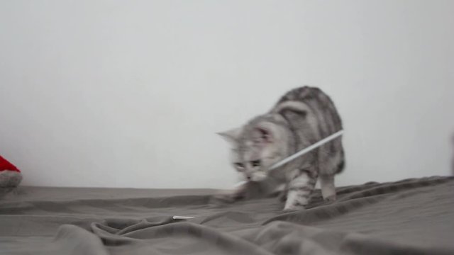 Cute gray cat play on bed. fummy.