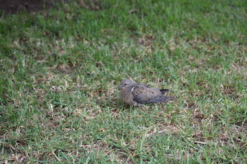 squirrel in the grass