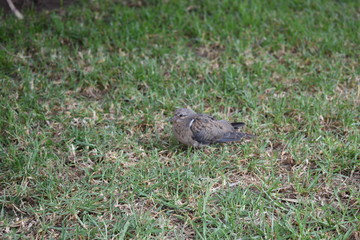 squirrel in the grass