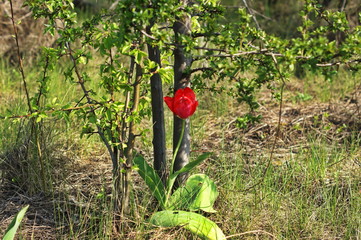 Red, pink and yellow tulips blooming in a garden