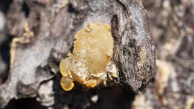 Natural hard yellow resin of pine tree, gallipot - solidified pine resin