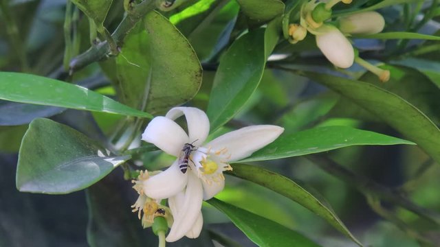(Apis  florean) honey bee on lemon flower