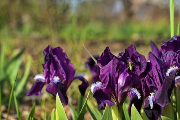 Purple flowers in the wild on a background of green grass