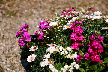 blumenschale auf der terasse