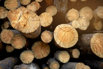 Stacked cut logs