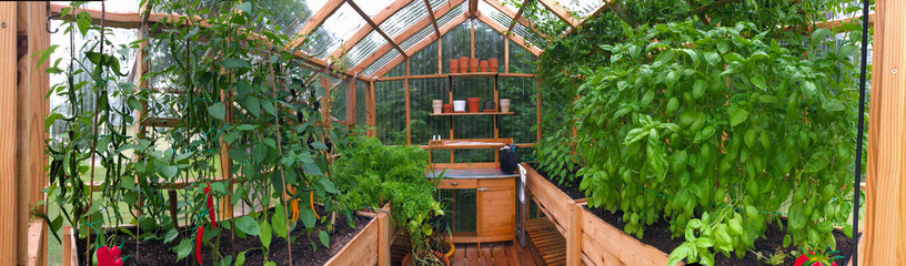 Panoramic view of a greenhouse with plants growing in August