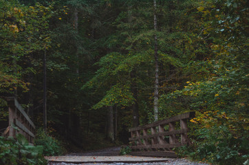 autumn in the forest