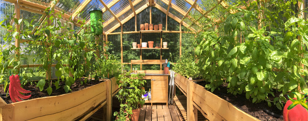 Panoramic view of a greenhouse with plants growing in July