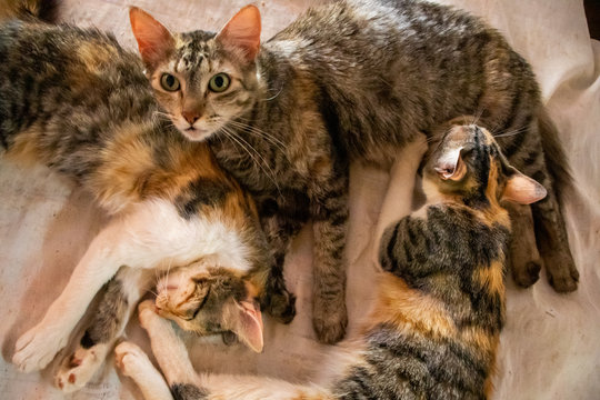 Fam&iacute;lia de gatos onde um esta mamando outro dormindo e um olhando para a tela 