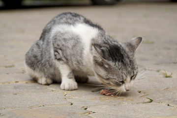 Gray cat eats sausage sitting on the sidewalk...