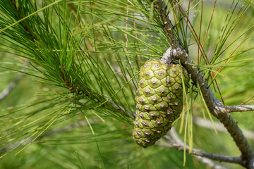     A young pine cone hangs on a branch among the needles.