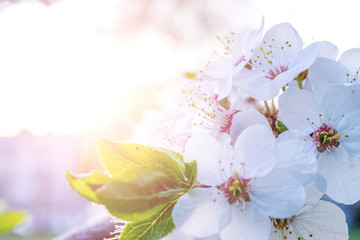 April floral nature. Spring blossom and may flowers background. Branches of blossoming apricot macro with soft focus on gentle light blue sky background. 