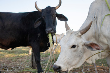 Vacas se alimentando de cana de açúcar em pasto na América latina brasil 