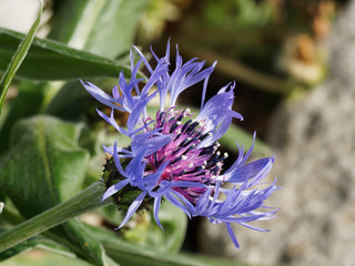 Berg-Flockenblume (Cyanus montanus oder Centaurea montana)