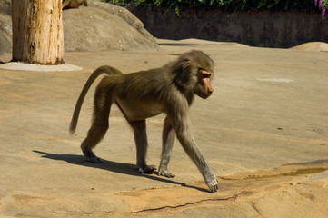 baboon brown young zoo