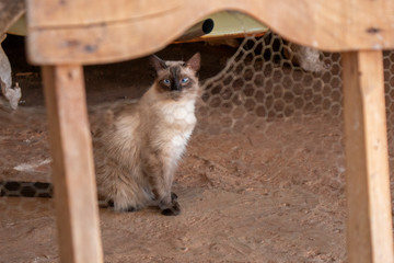 Gato da raça Siamês 