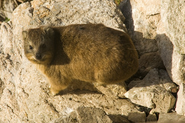 rock hyrax outdoor close up