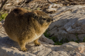 rock hyrax outdoor close up