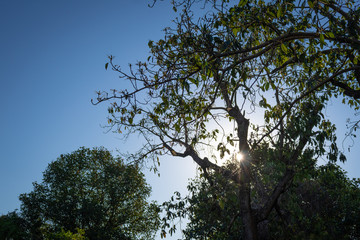 Brilho do Sol em meio a arvores na natureza com o céu azul de contraste, outono, brasil 