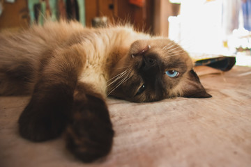 Gato da raça Siamês deitado com um aspecto preguiçoso