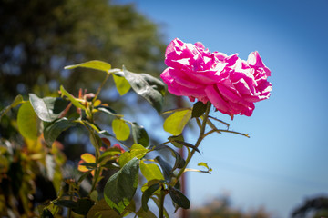 Flor rosa natural com o céu azul ao fundo em contraste