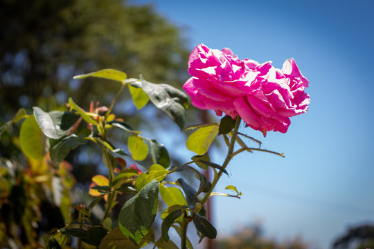 Flor rosa natural com o c&eacute;u azul ao fundo em contraste