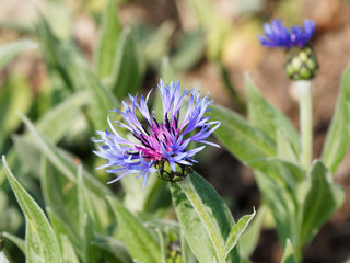 Berg-Flockenblume (Cyanus montanus oder Centaurea montana)