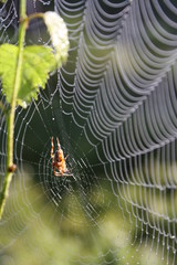 close up of spider in center of web, nature trap