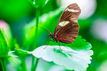 Beautiful  heliconius  butterfly  sitting on flower in a summer garden

