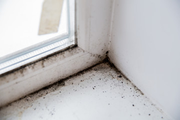 mold in the corner of the window.