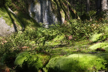 close up of forest bottom view, small bushes and big rocks