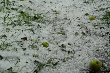 green apples are laying on small pieces of ice, falled hail in summer