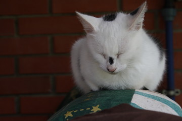 cute small female white cat  with dark spots, domestic animal is sleeping