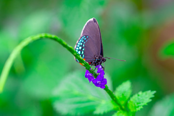 Closeup beautiful butterfly in a summer garden