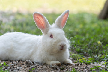White rabbit outdoors.Close up bunny rabbit in agriculture farm.Rabbits are small mammals in the family Leporidae