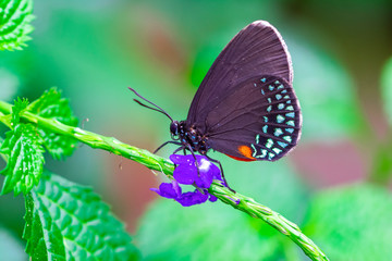 Closeup beautiful butterfly in a summer garden