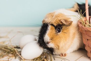 Cute guinea pig next to a straw pink basket filled with easter eggs and hay over a wooden table with blue background