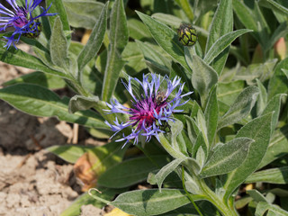 (Centaurea montana) Berg-Flockenblume, mit tiefblauen strahligen Randblüten und inneren violetten...
