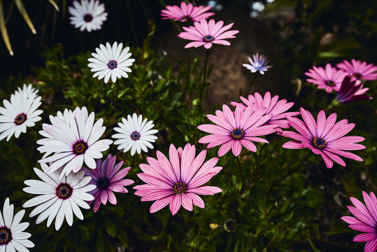 Daisy flower white and purple -1