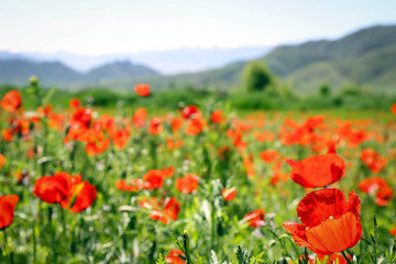 Fototapeta premium Poppy field view by bright noon, Central Kyrgyzstan