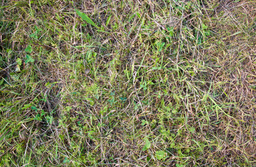 Top view of gren grass in the meadow